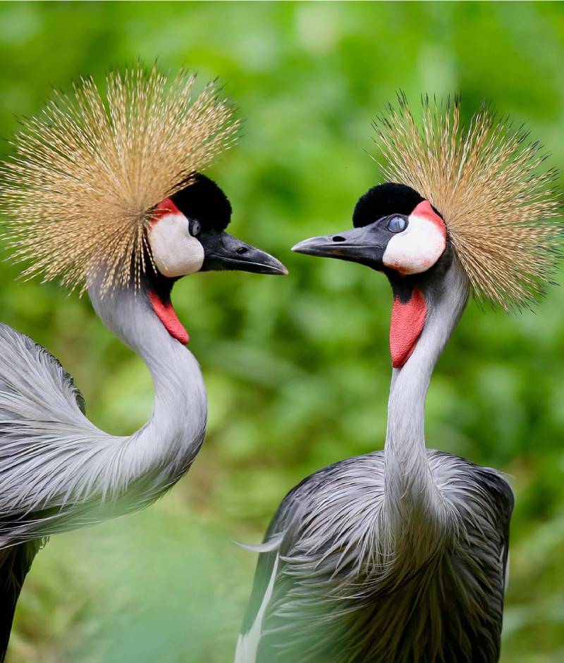 Birding