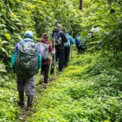 Trekking through Bwindi Impenetrable Forest in search of mountain gorillas, Uganda