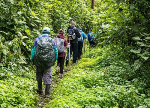 3-Day Bwindi Gorilla Trekking Safari