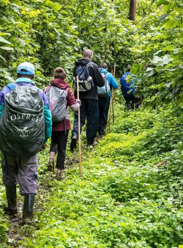 Trekking through Bwindi Impenetrable Forest in search of mountain gorillas, Uganda