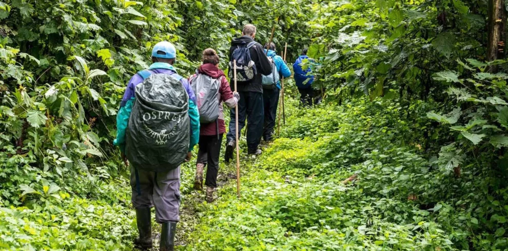 Trekking through Bwindi Impenetrable Forest in search of mountain gorillas, Uganda