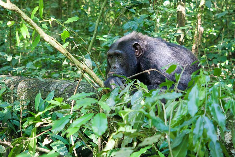 Best Time for Chimpanzee Tracking in Rwanda