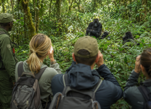Is It Safe to Travel to Uganda for a Gorilla and Wildlife Safari?