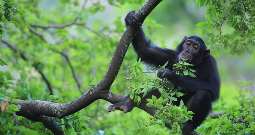 Chimpanzee forest habitat in Gombe Stream National Park Tanzania