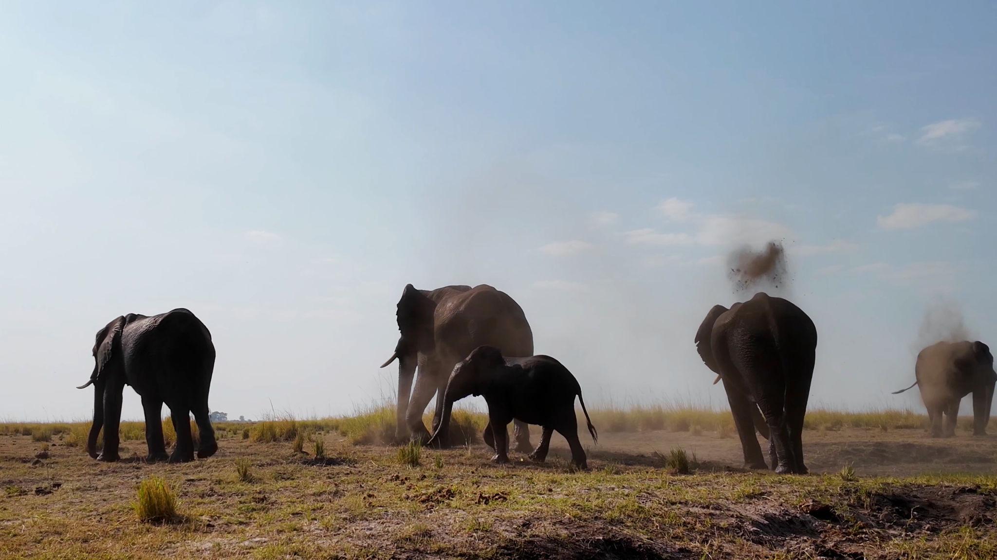 Game drives in Tanzania