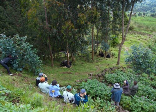 3-Day Rwanda Gorilla Trek in Volcanoes National Park