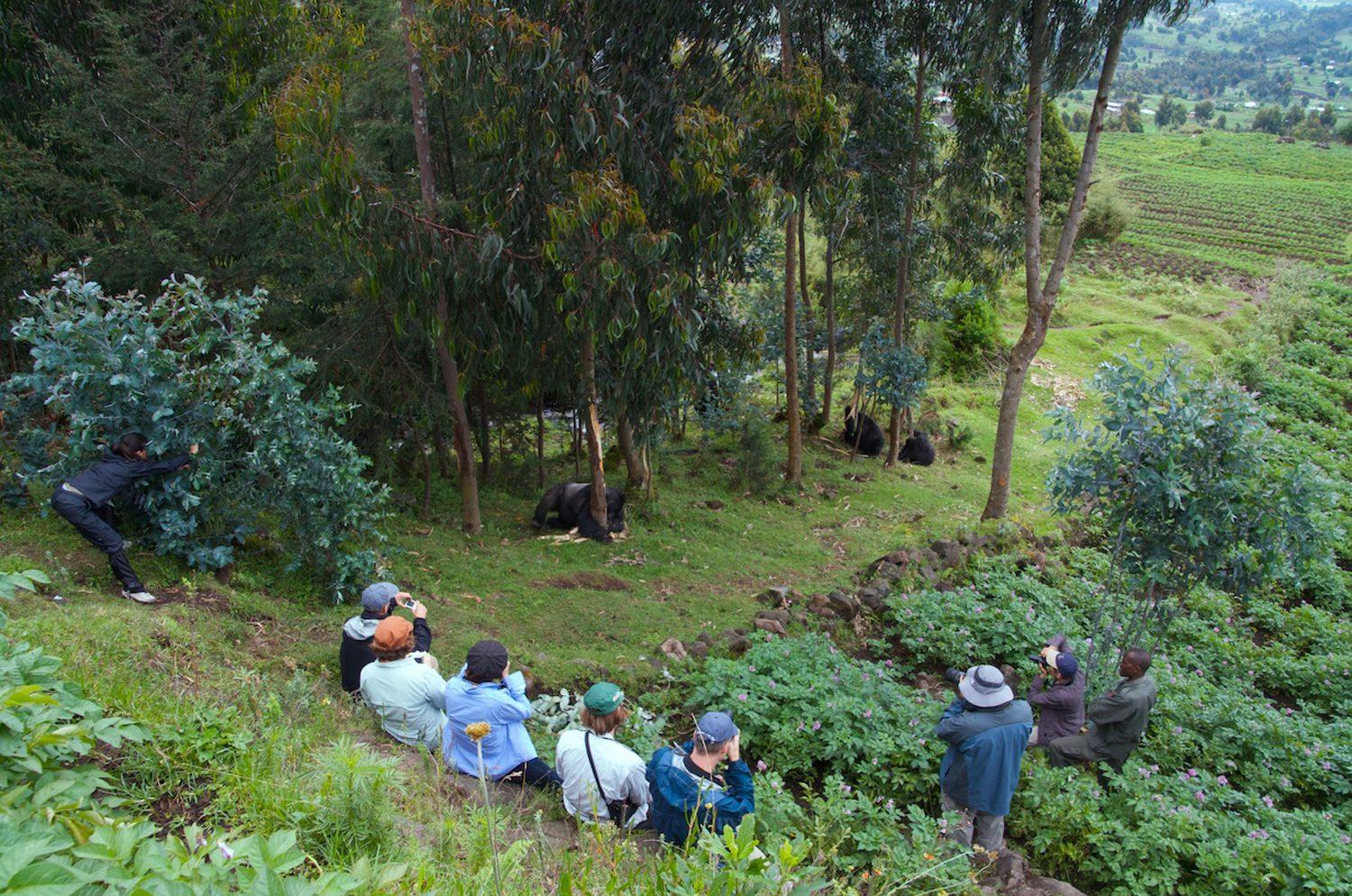 Gorilla trekking Volcanoes National Park , Rwanda