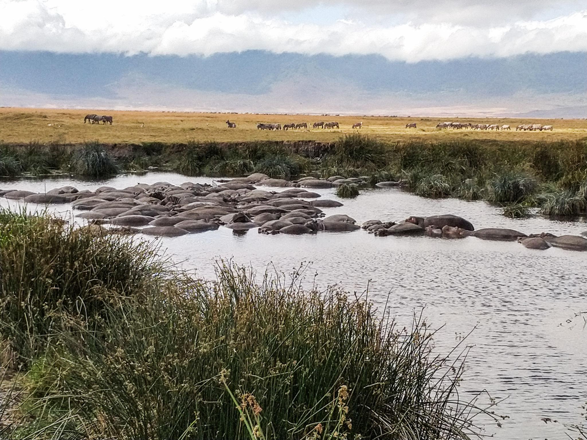 Hippos in Ngorongoro Crater Tanzania