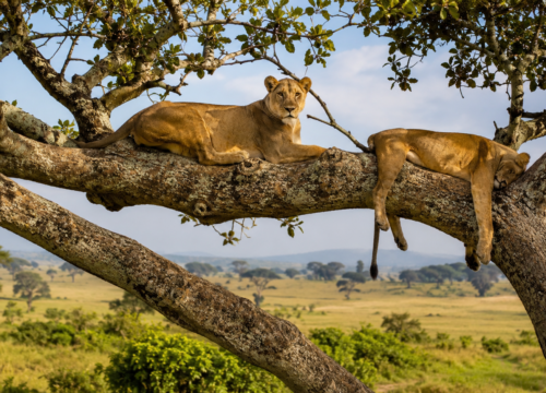 6 Day Uganda Gorilla Trekking and Wildlife Safari