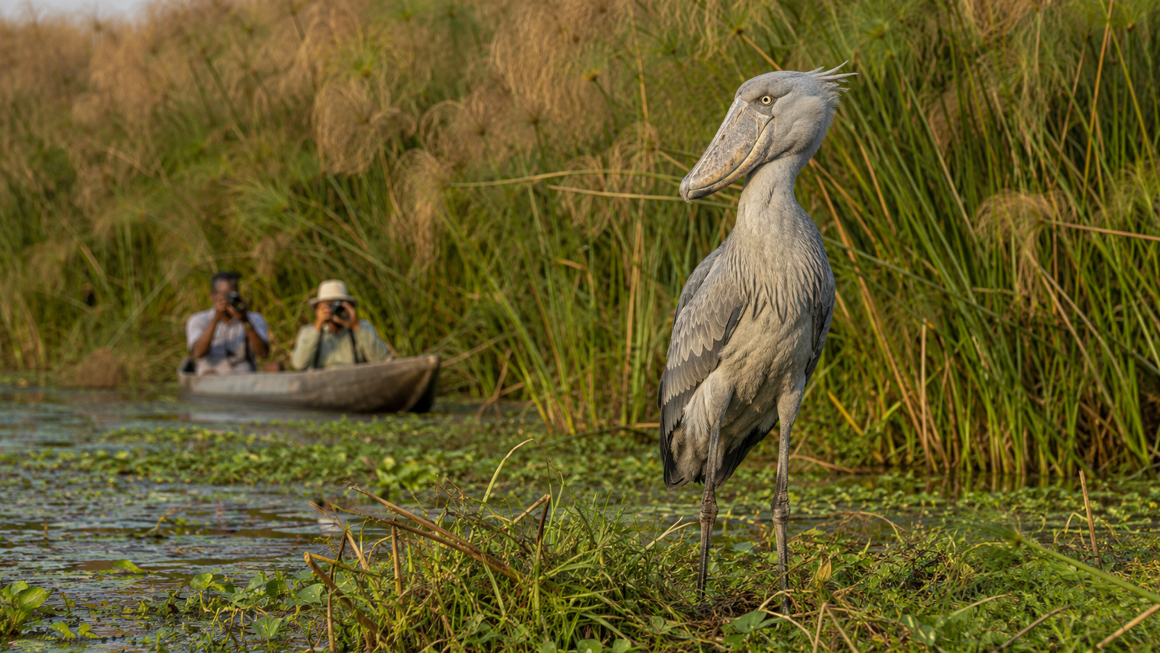 Mabamba Wetland Shoebill