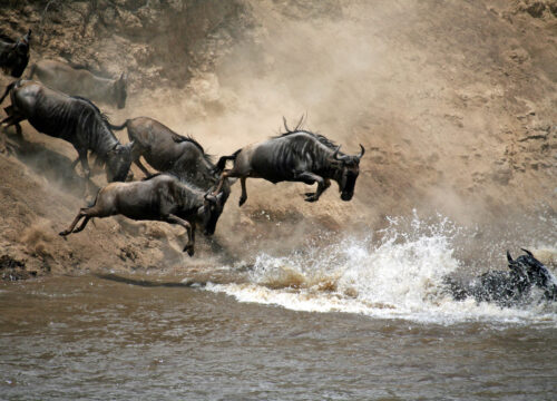 5-Day Amboseli and Maasai Mara Safari