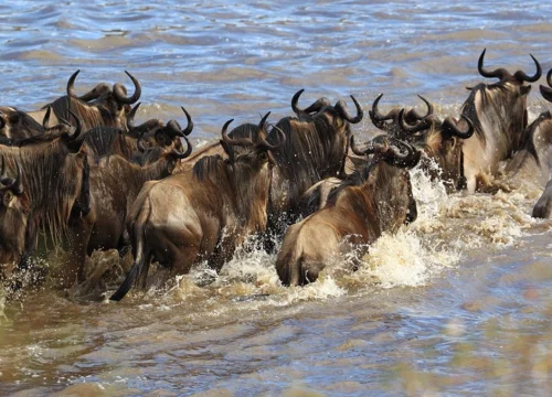 5-Day Luxury Maasai Mara Fly-In Safari