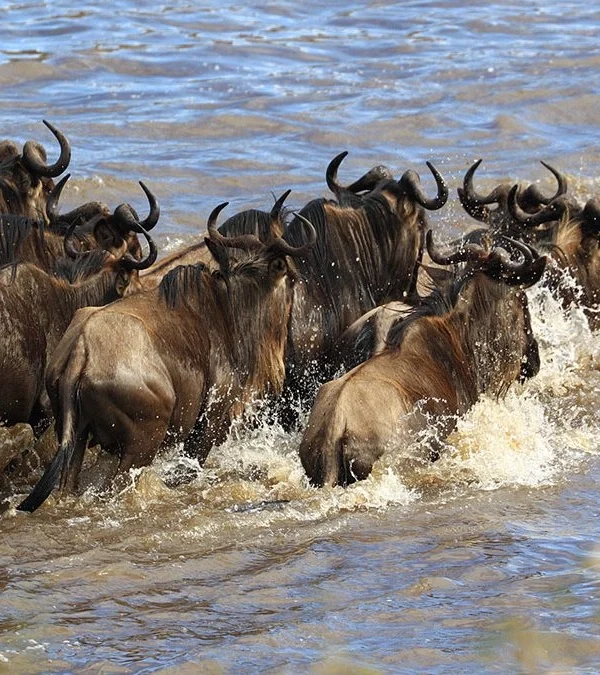 Masai Mara River Crossings