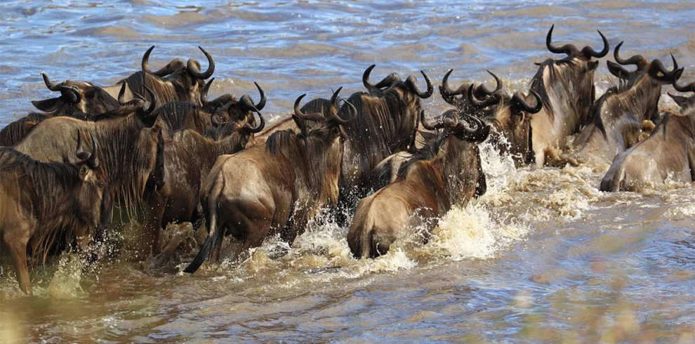 Masai Mara River Crossings