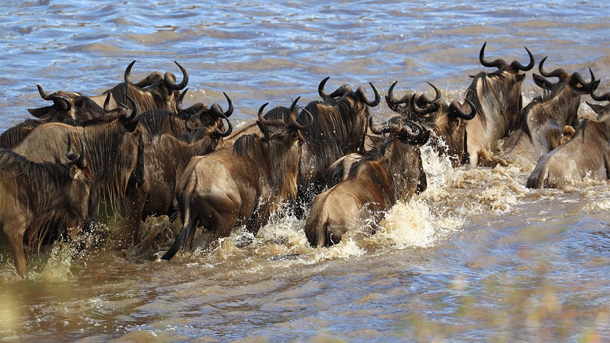 Masai Mara River Crossings