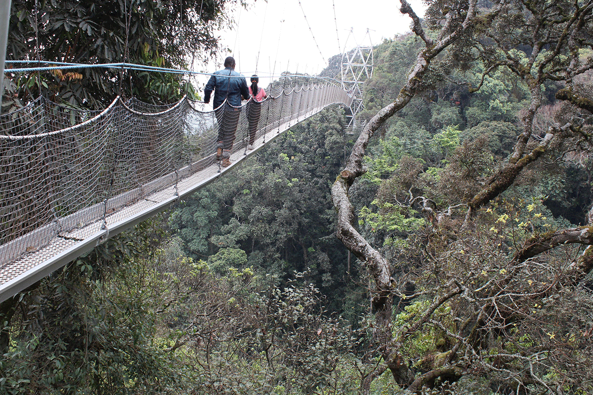 canopy walk in nyungwe