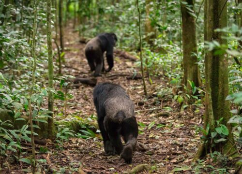 9 Day Uganda Safari with Gorillas, Chimps and Big Five