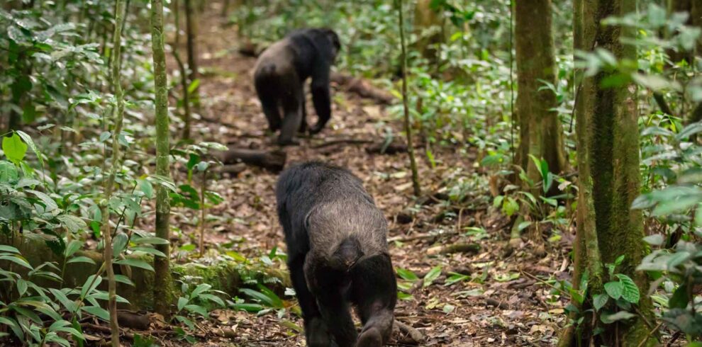 chimpanzee tracking in kibale forest national park