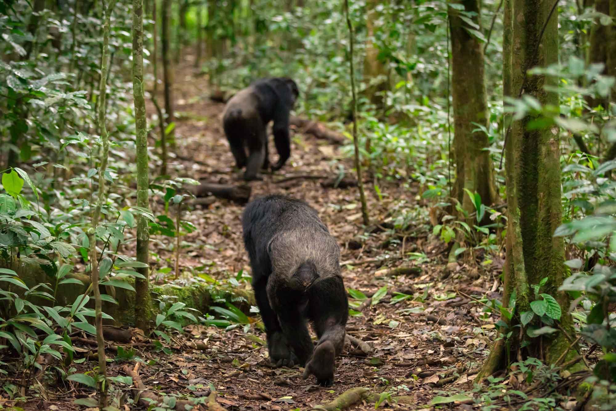 chimpanzee tracking in kibale forest national park