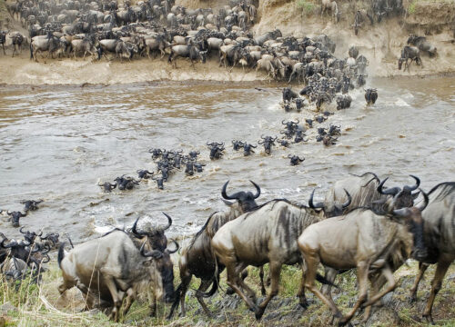 7 Day Masai Mara and Bwindi Gorilla Trekking Safari