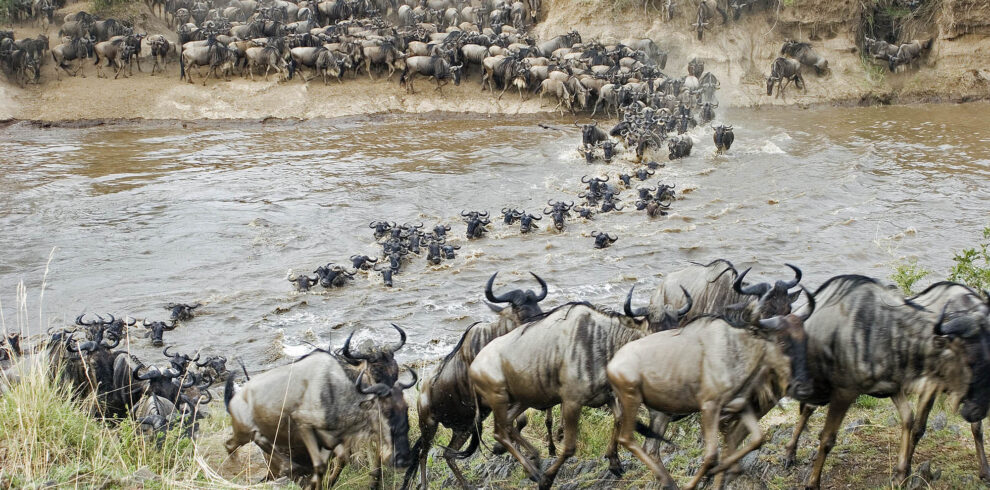 wildebeest great-migration-mara-river-crossing-north-tanzania-safari