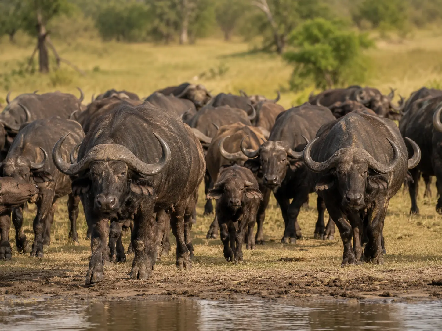African buffalo