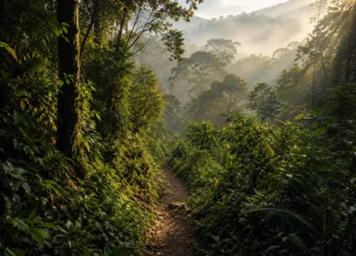 1 Day Bwindi Gorilla Trekking Tour from Kigali