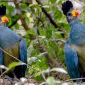 Birds-In-Kibale-National-Park-Vibrant-Holiday-Safaris