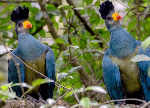 Prepare For the Birding Safari in Rwanda