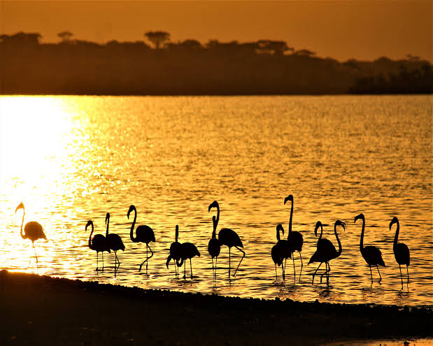 Flamingos and other waterbirds feeding at Lake Ndutu at sunset