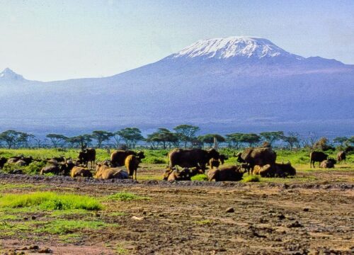 5 Day Amboseli and Maasai Mara Fly-In Safari