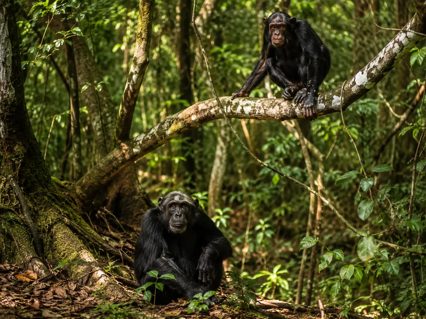 Chimpanzee Tracking in Kaniyo Pabidi Forest