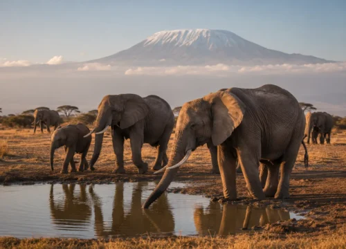 7-Day Kenya Great Migration Safari