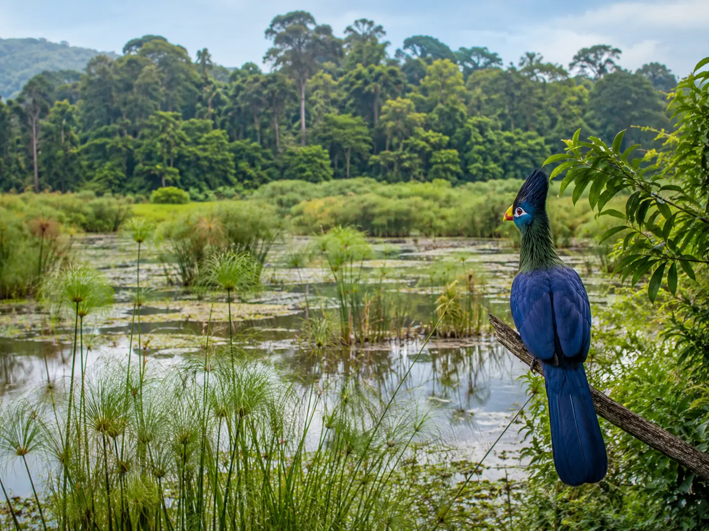 Great blue turaco perched near Bigodi Wetland in Kibale National Park, Uganda,
