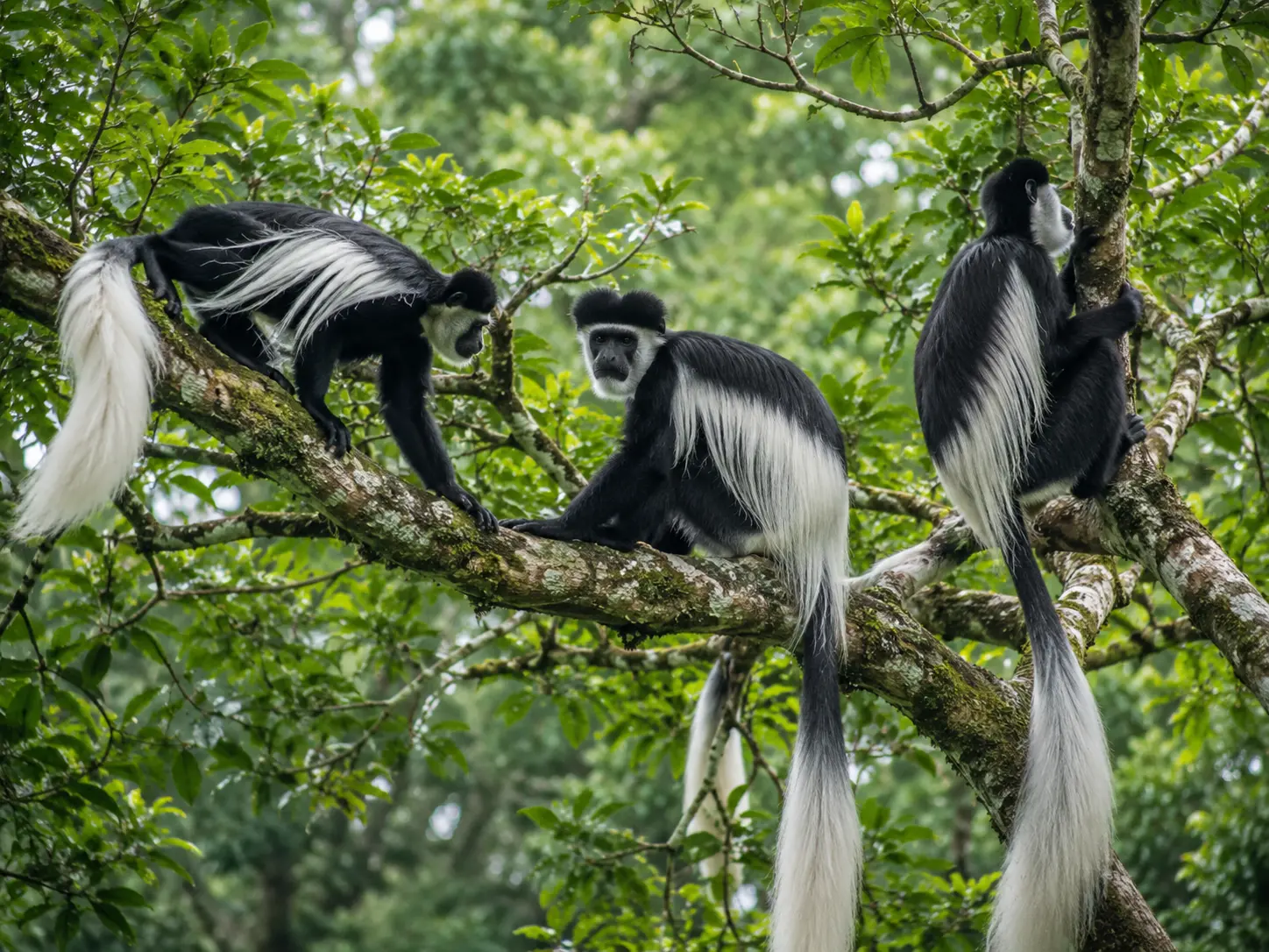 black-and-white colobus monkeys
