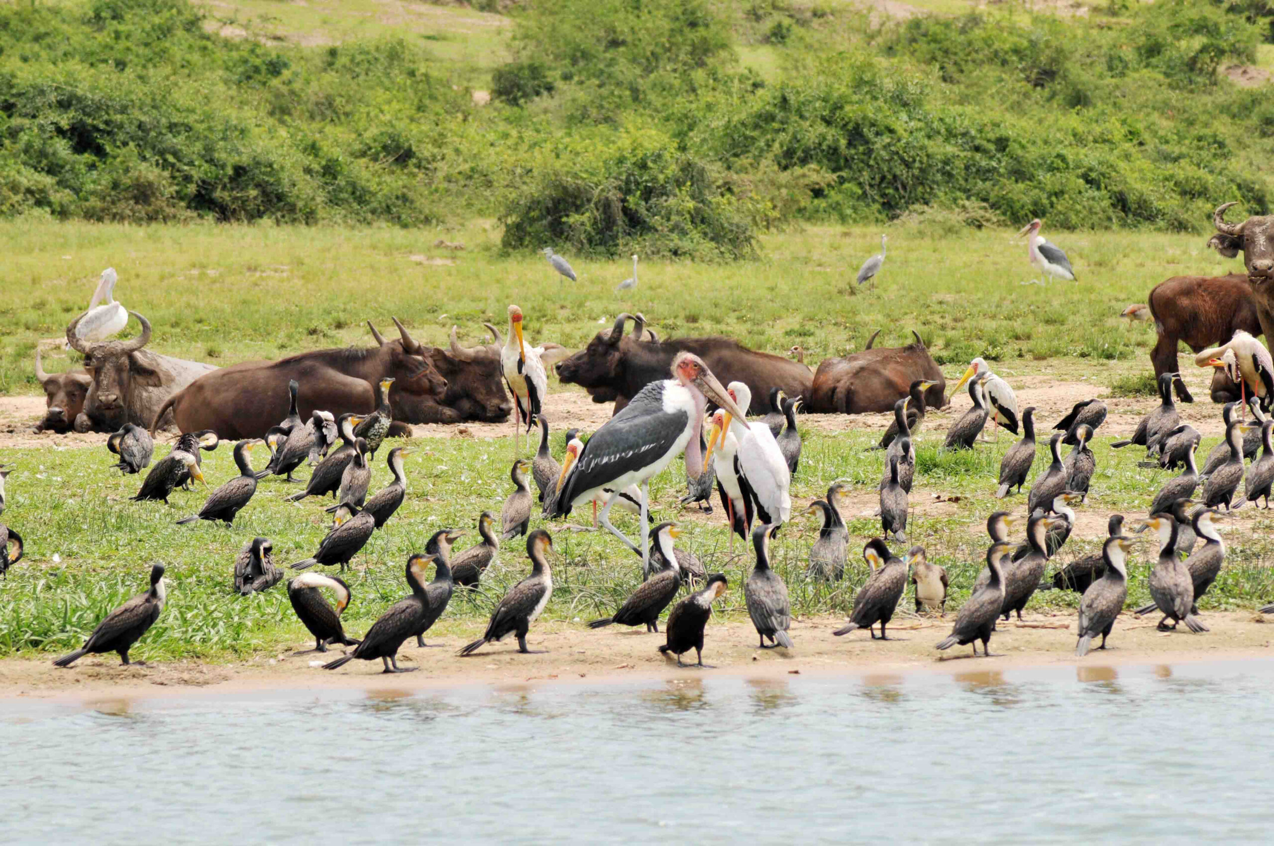 birds and resting buffaloes along Kazinga Channel 