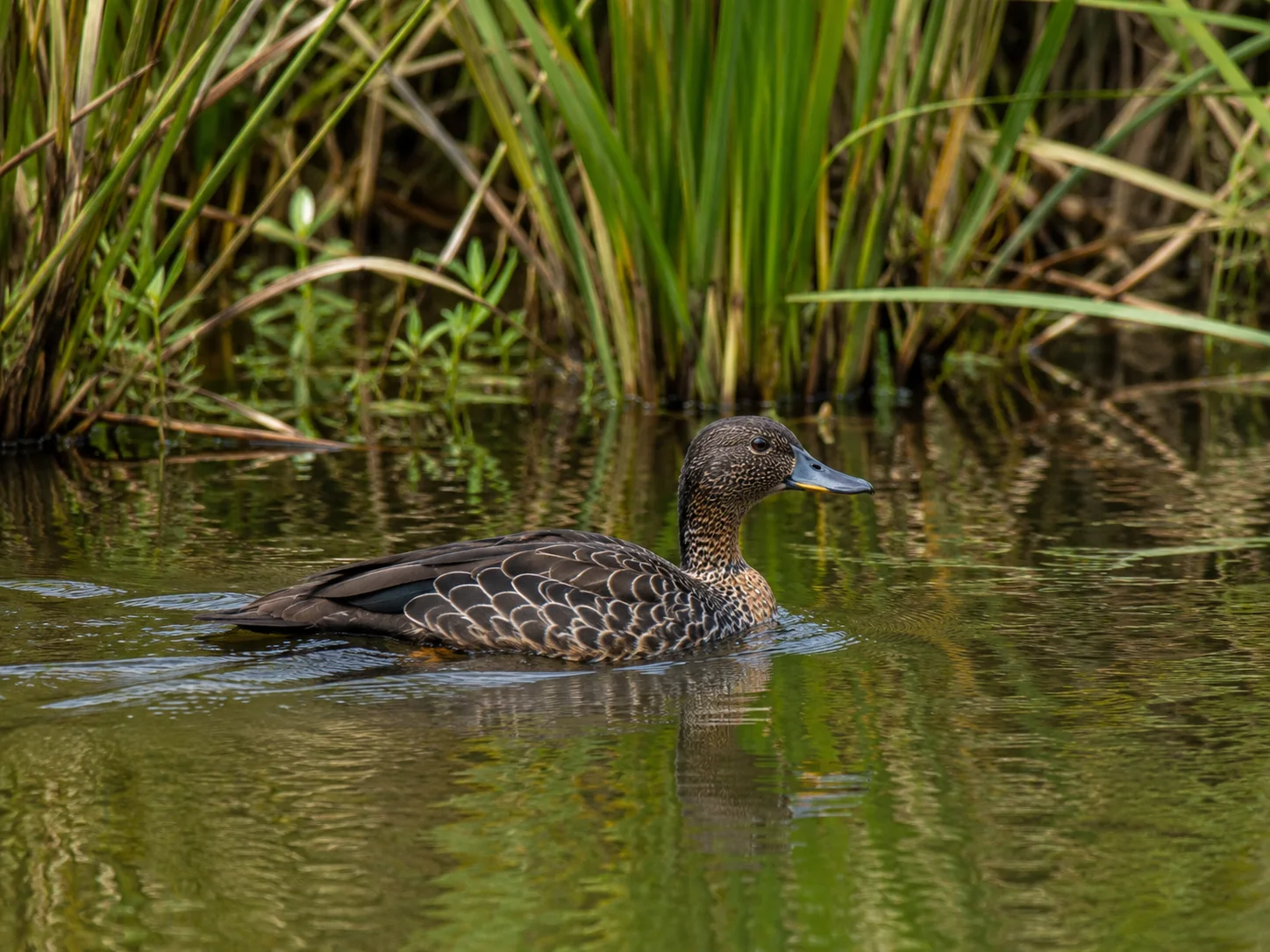 African Finfoot