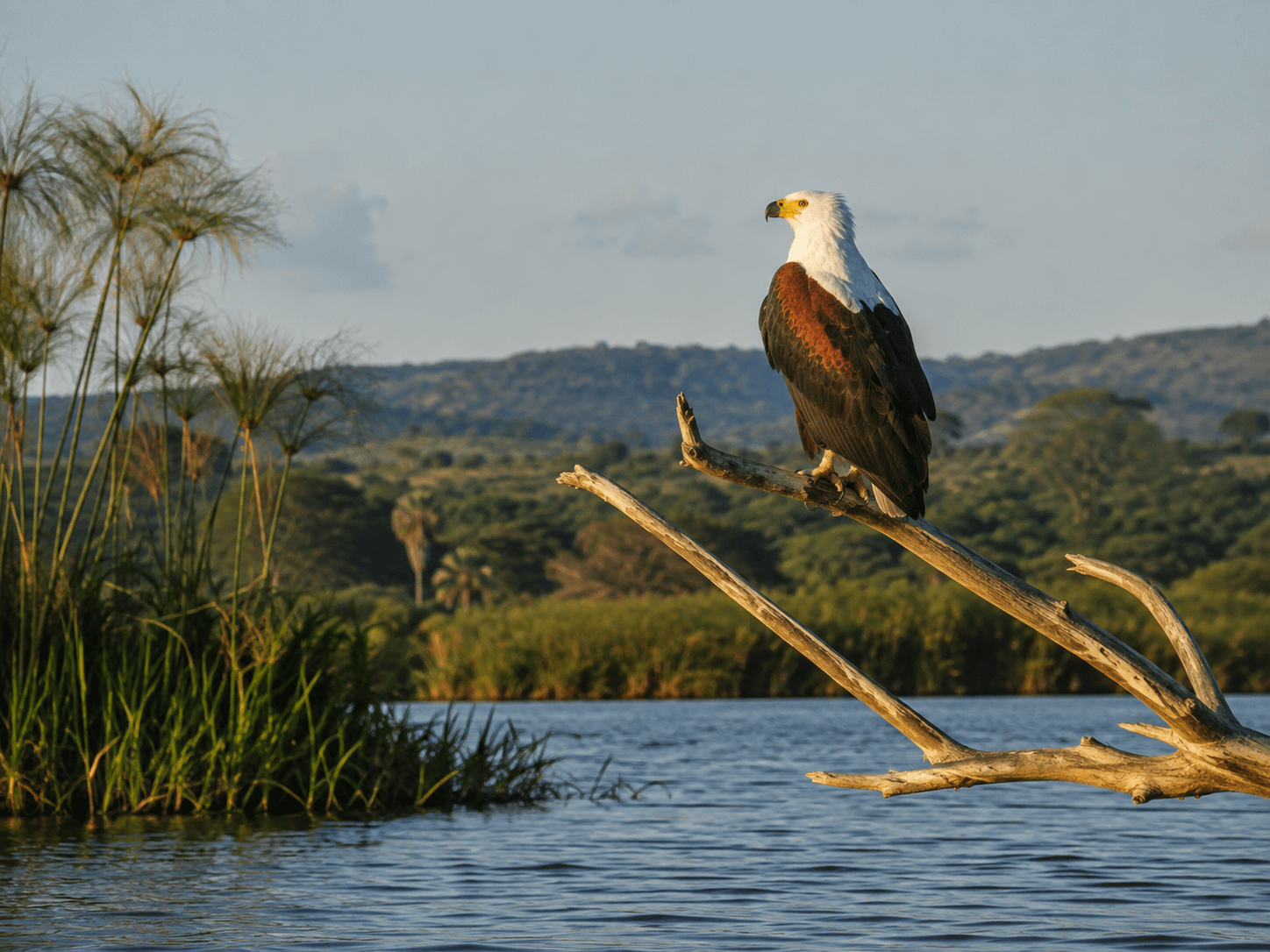 African fish eagle perched above the Kazinga Channel in Queen Elizabeth National Park
