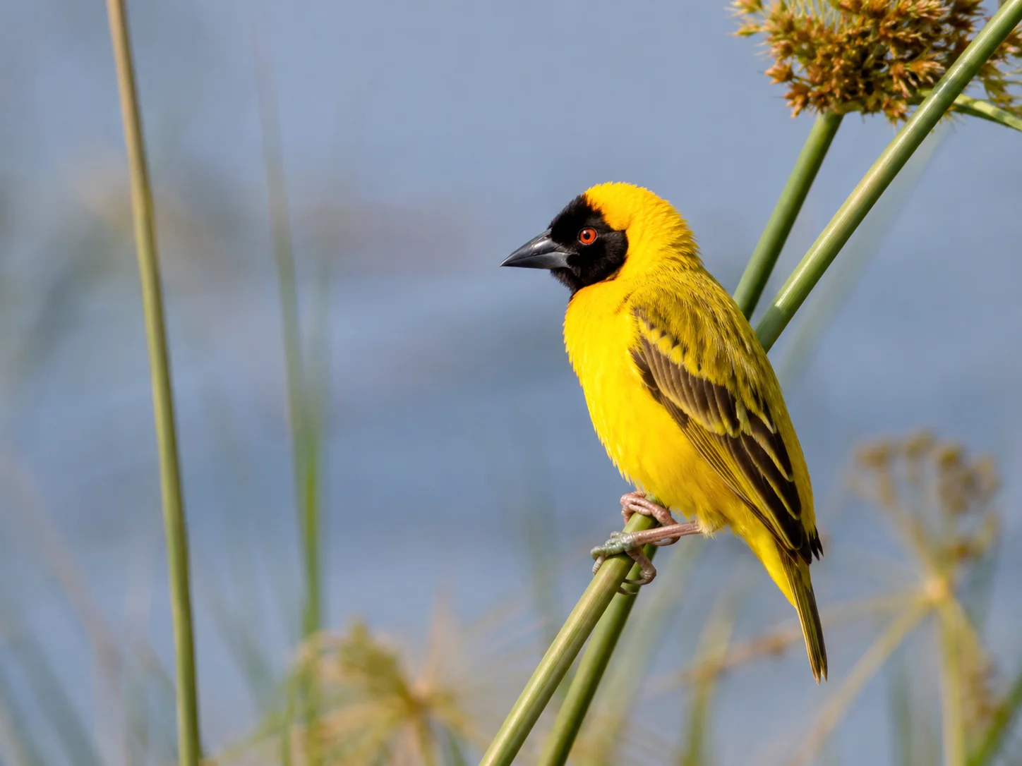 Fox’s Weaver
