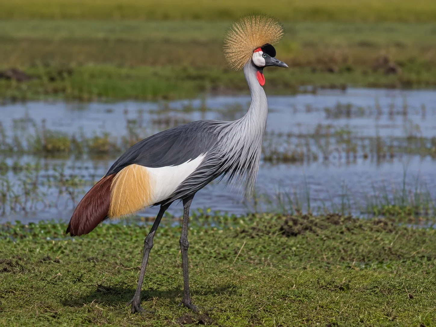 Grey Crowned Crane