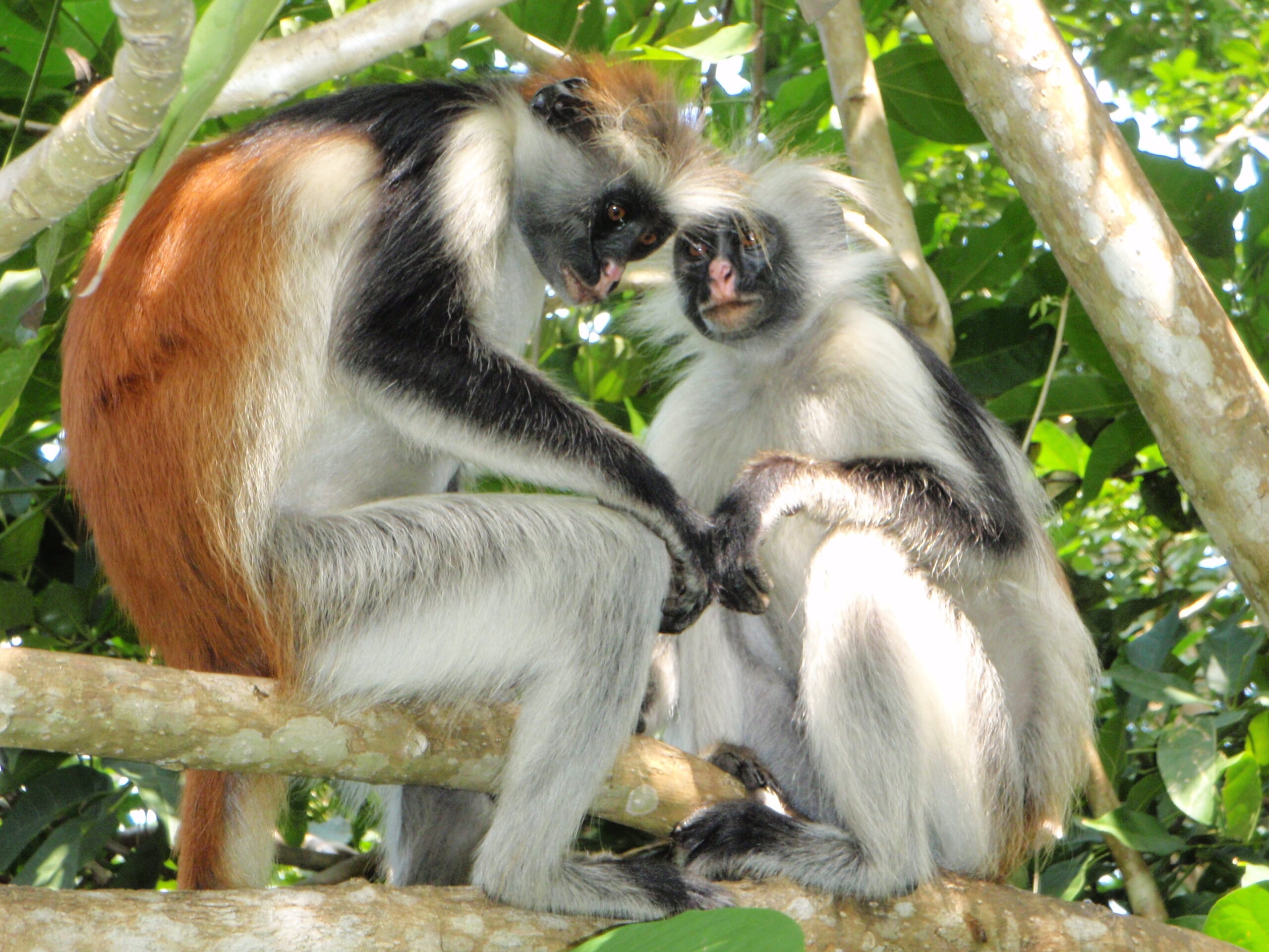 Jozani Forest and Zanzibar Red Colobus Monkeys