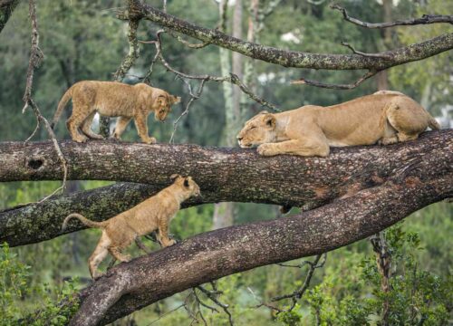 8 Day Tanzania Northern Circuit Safari