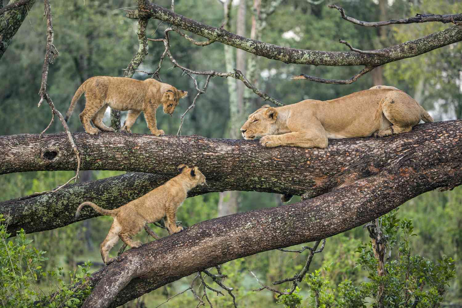 Wildlife and Rift Valley scenery in Lake Manyara National Park Tanzania