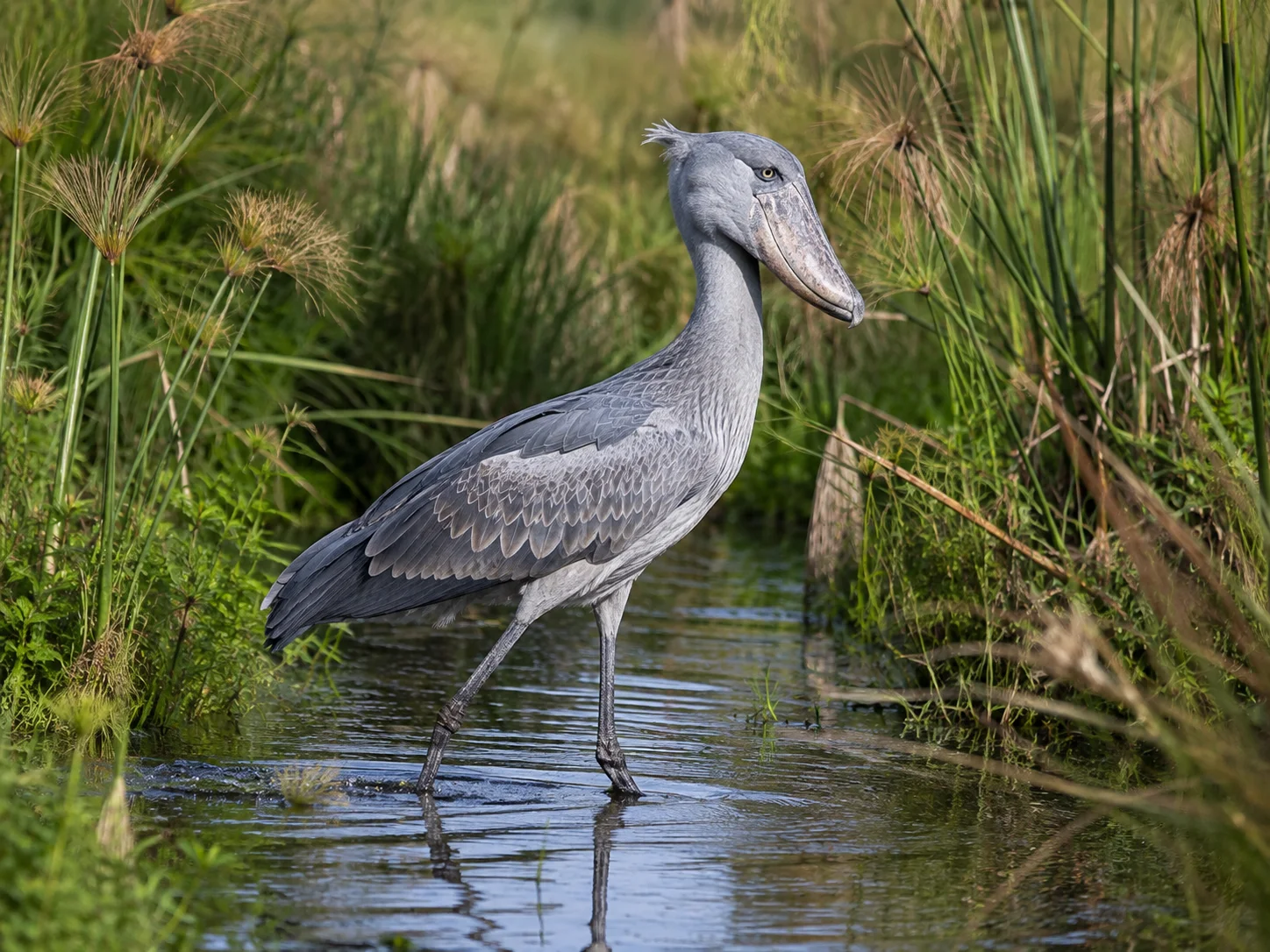 Shoebill Stork in Mabamba Swamp