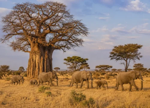 4 Day Tarangire and Ngorongoro Crater Safari