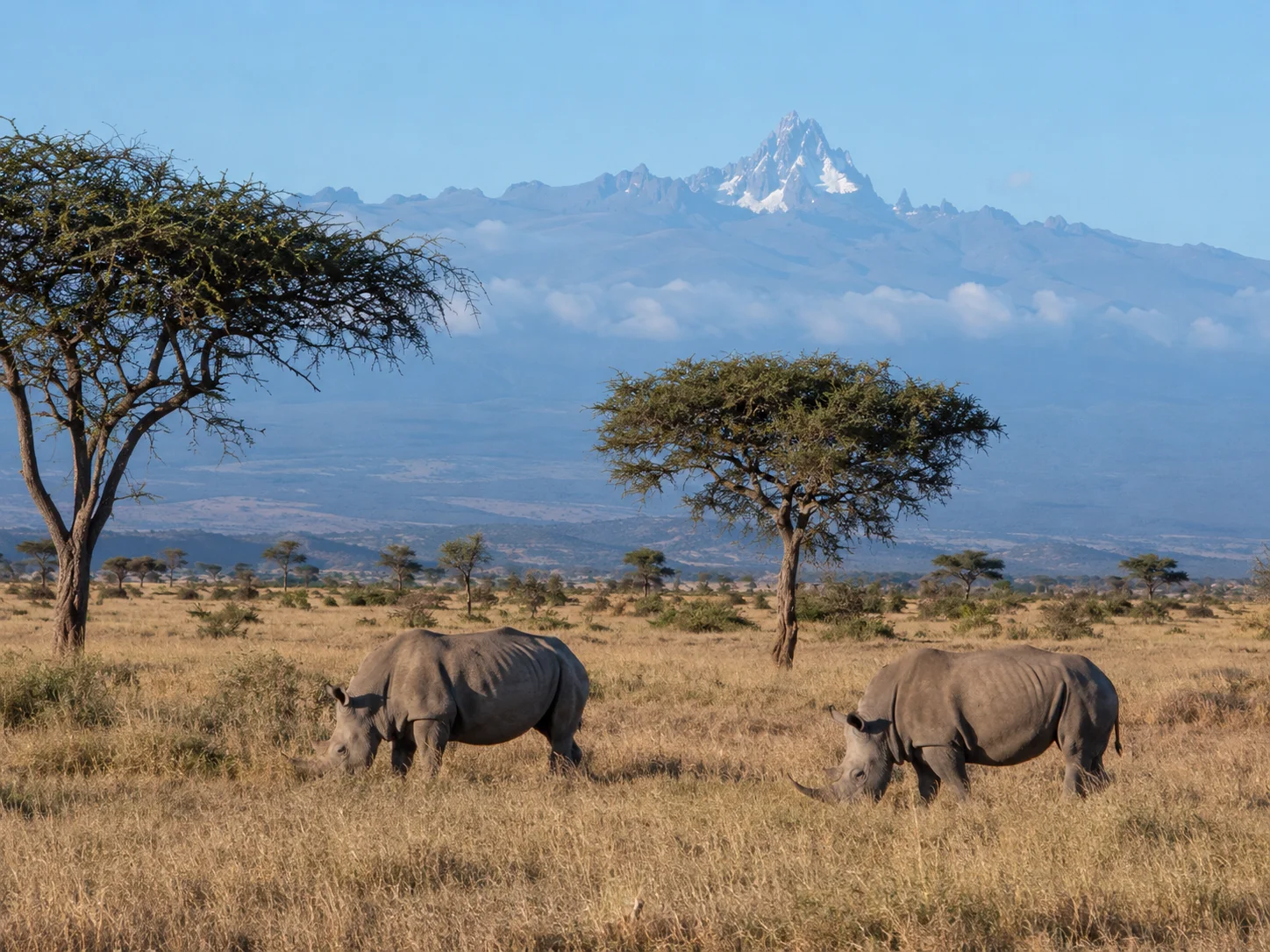 Two rhinos graze across the open plains of Ol Pejeta Conservancy, with Mount Kenya rising in the distance