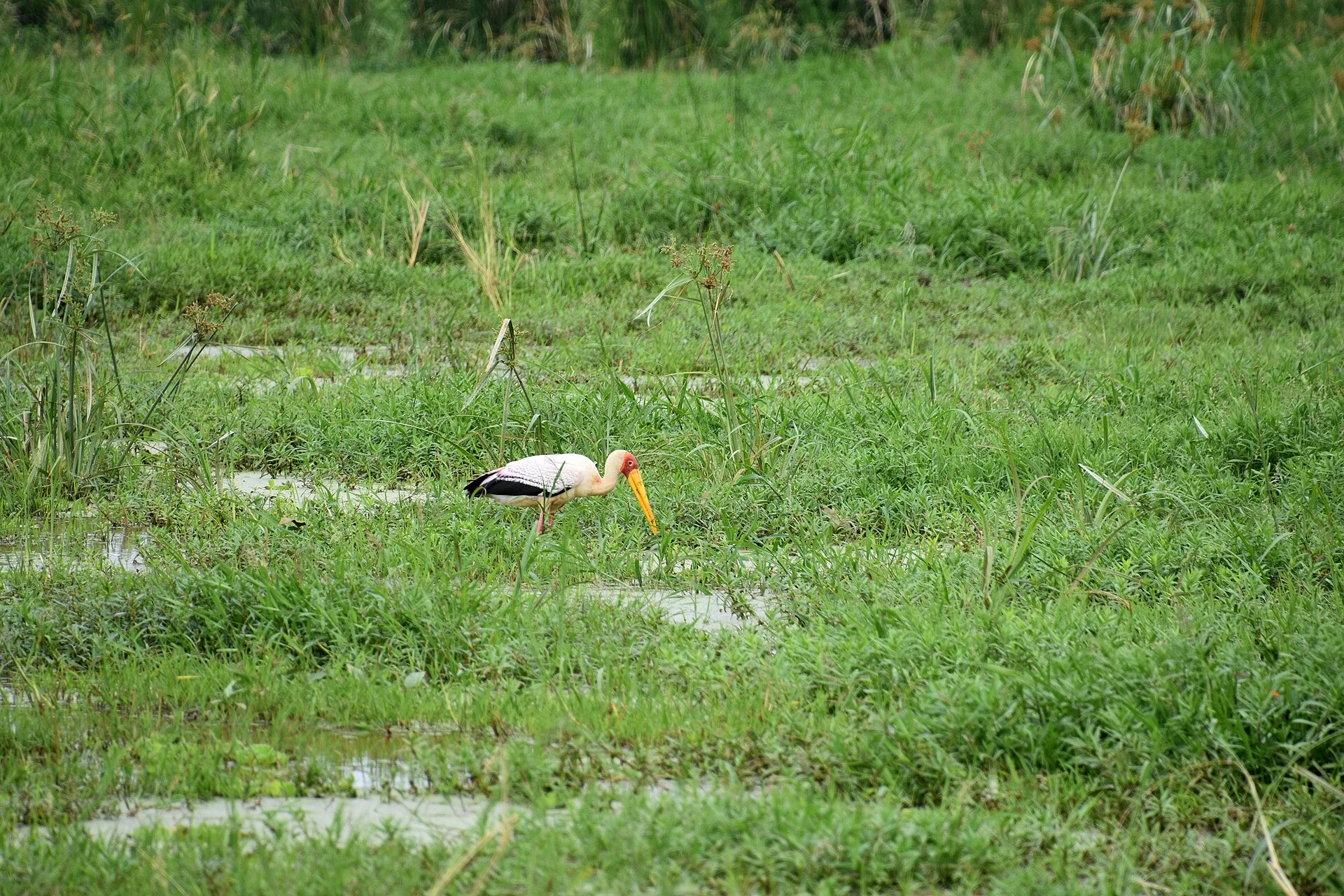 Yellow billed stork, Lake_Manyara National Park