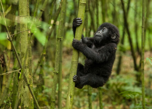 3 Day Bwindi Gorilla Trekking Safari and Lake Bunyonyi
