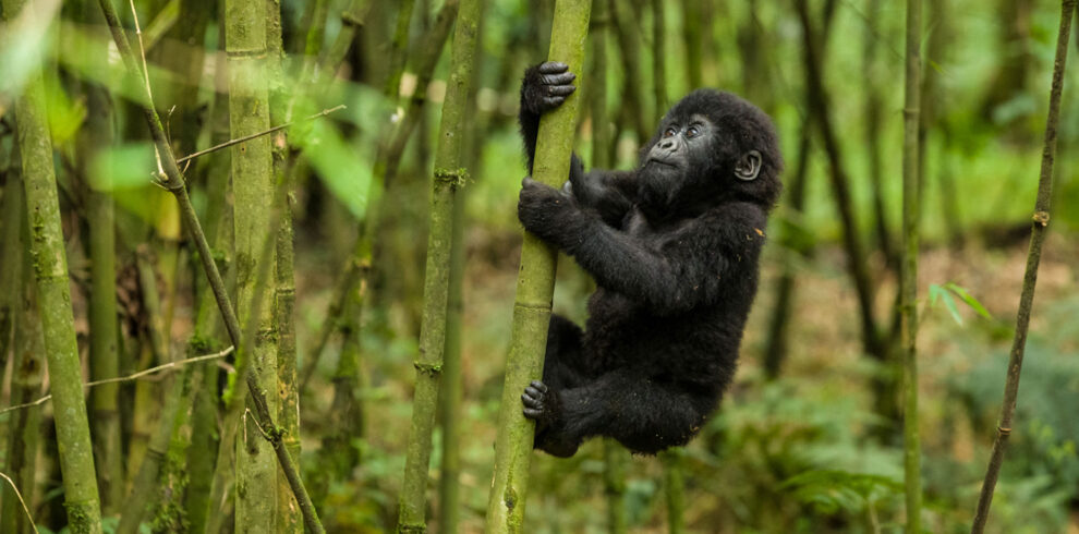gorilla trekking age limit in uganda