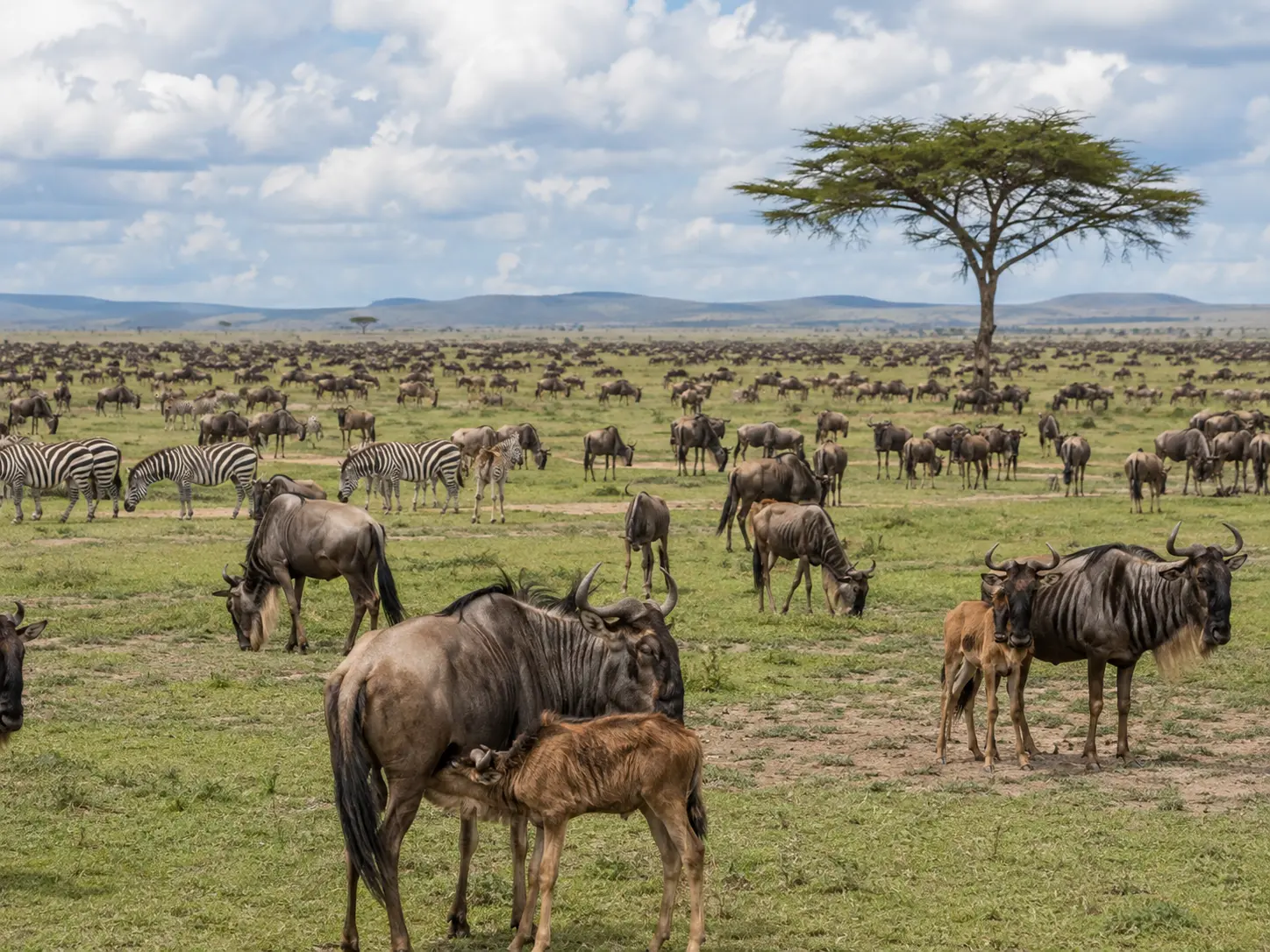 Wildebeest and open plains in the Ndutu Conservation Area Tanzania